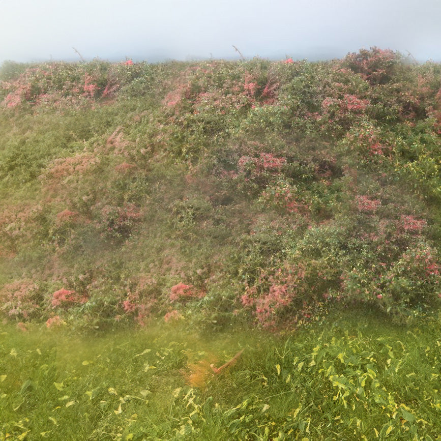 Forest clearing - early autumn